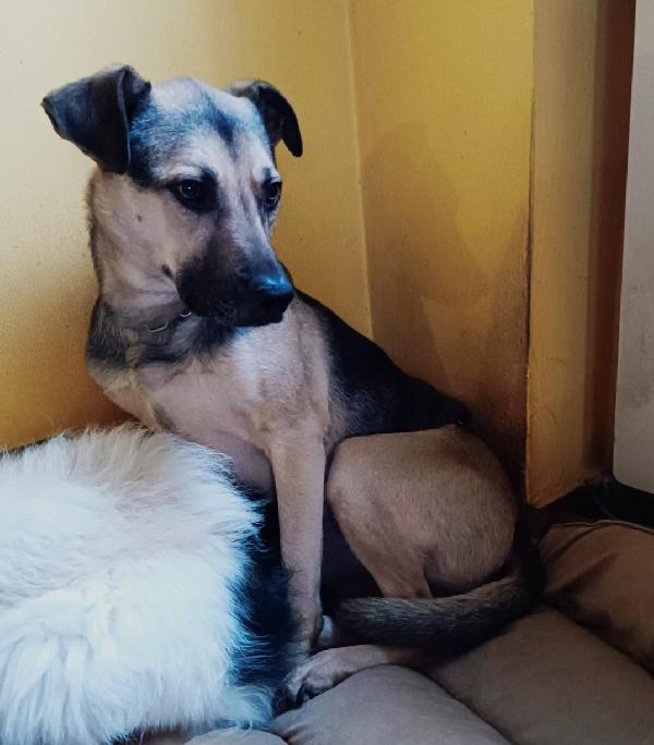 Tango mix pastorino adulto ok gatti salvato anni fa MILANO Foto 5